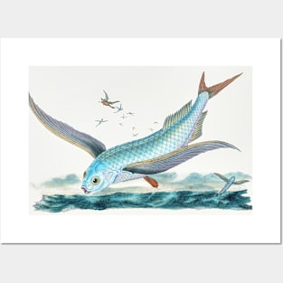 Flying Fish Posters and Art